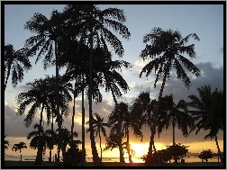 Hawaje, Palmy, Zachód Słońca, Oahu
